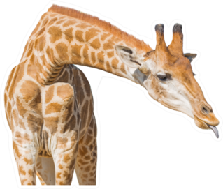 Giraffe With Tongue Out Sticker