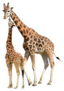 Giraffes Isolated On White Background Sticker