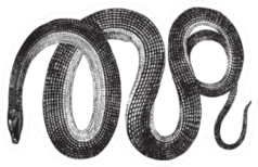 Glass Snakes Vintage Line Drawing Sticker