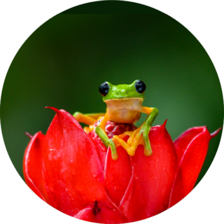 Gliding Tree Frog On Flower Sticker