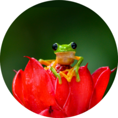 Gliding Tree Frog On Flower Sticker