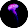Glowing Pink Jellyfish On Black Sticker