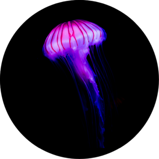 Glowing Pink Jellyfish On Black Sticker