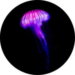 Glowing Pink Jellyfish On Black Sticker