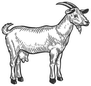 Goat Farm Animal Livestock Hand Drawn Sketch Sticker