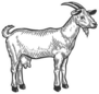 Goat Farm Animal Livestock Hand Drawn Sketch Sticker