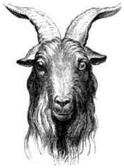 Goat, Vintage Engraved Illustration Sticker