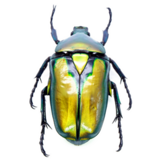 Gold Flower Beetle Sticker