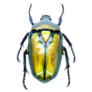 Gold Flower Beetle Sticker