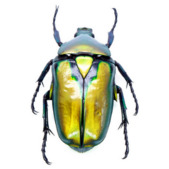 Gold Flower Beetle Sticker