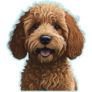 Golden Doodle Sticker