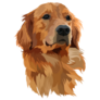 Golden Labrador Head Sticker