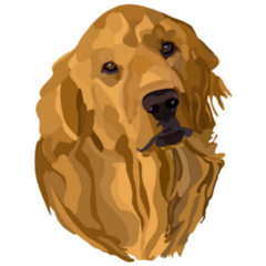 Golden Retriever Drawing Sticker