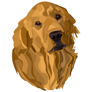 Golden Retriever Drawing Sticker