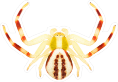 Goldenrod Crab Spider Sticker