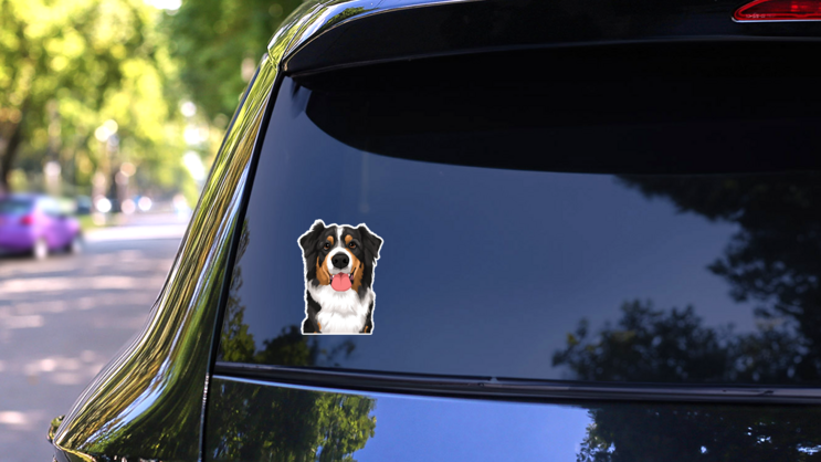 Goofy Bernese Mountain Dog Sticker on a Rear Car Window (New) example