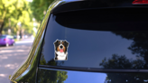 Goofy Bernese Mountain Dog Sticker on a Rear Car Window (New) example