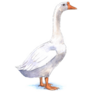 Goose Illustration Sticker