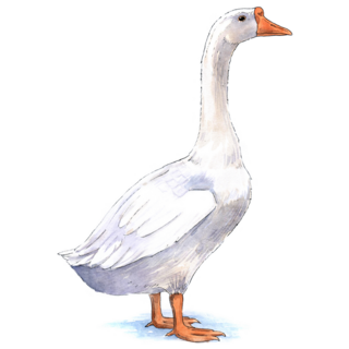 Goose Illustration Sticker
