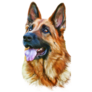 Gorgeous German Shepherd Sticker