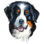 Gouache Drawn Bernese Sticker