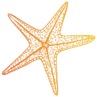 Gradient Starfish Sticker