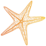 Gradient Starfish Sticker