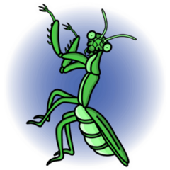 Graphic Illustration Of A Praying Mantis Sticker