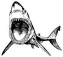 Graphic Shark With Open Mouth Sticker