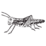 Grasshopper, Black And White With Patterns Sticker 