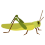Grasshopper Flat Icon Sticker 