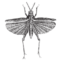 Grasshopper Natural History Of Animals, 1880 Sticker 