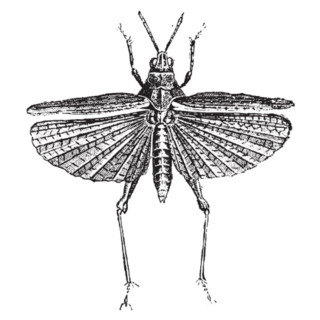 Grasshopper Natural History Of Animals, 1880 Sticker 