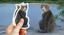 Gray and White Cat Photo Sticker