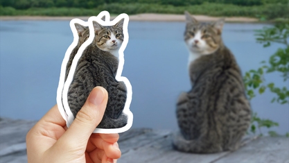 Gray and White Cat Photo Sticker