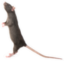 Gray Rat Standing On Hind Legs Sticker