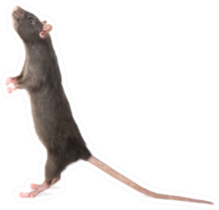 Gray Rat Standing On Hind Legs Sticker