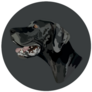 Great Dane Circle Sticker