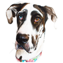 Great Dane Eyes Sticker