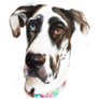 Great Dane Eyes Sticker