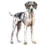 Great Dane Standing Sticker