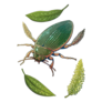 Great Diving Beetle & Leaves Illustration Sticker