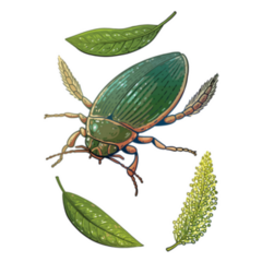 Great Diving Beetle & Leaves Illustration Sticker