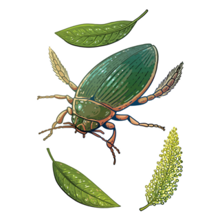 Great Diving Beetle & Leaves Illustration Sticker