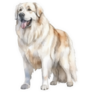 Great Pyr Portrait Sticker