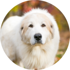 Great Pyrenees Autumn Sticker