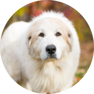 Great Pyrenees Autumn Sticker