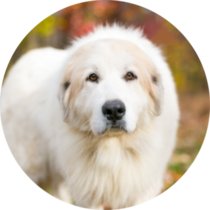 Great Pyrenees Autumn Sticker