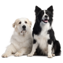 Great Pyrenees Friend Sticker