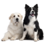Great Pyrenees Friend Sticker